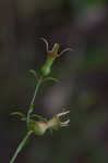 Panhandle meadowbeauty